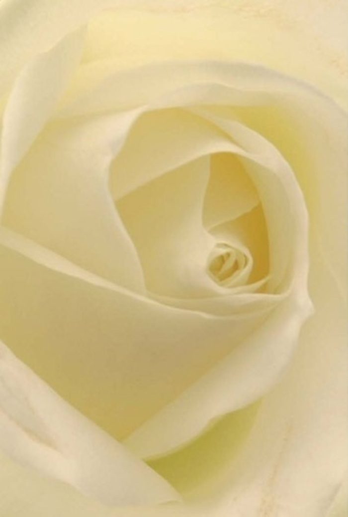 Viewed up close, this classic white rose embodies both tranquility and sophistication, set against the backdrop of Denmark Hill's leafy streets. Each petal blends seamlessly from snowy white to creamy blush, as if kissed by gentle southeastern light streaming in from Peckham Road. The delicately spiraled center suggests resilience and purity, while subtle undulations and soft shadows reveal the masterful touch of a local florist versed in the needs and sentiments of Denmark Hill's residents. This bloom, captured in its natural perfection, is a sublime choice for life's most sincere occasions-be it a romantic offering, a heartfelt apology, or a centerpiece for a wedding celebrated near King's College Hospital. The graceful layering and nuanced tones conjure the serenity of a quiet morning stroll through Ruskin Park, while the imagined fragrance evokes calm and reassurance. The rose's understated grandeur makes it a timeless messenger for the full spectrum of human emotion, always freshly arranged and thoughtfully delivered to the Denmark Hill community.